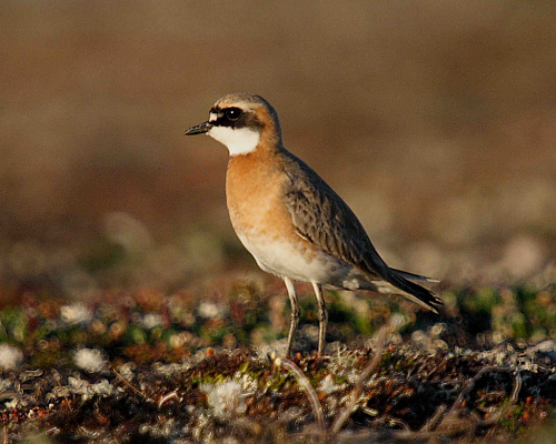 ����������� ����